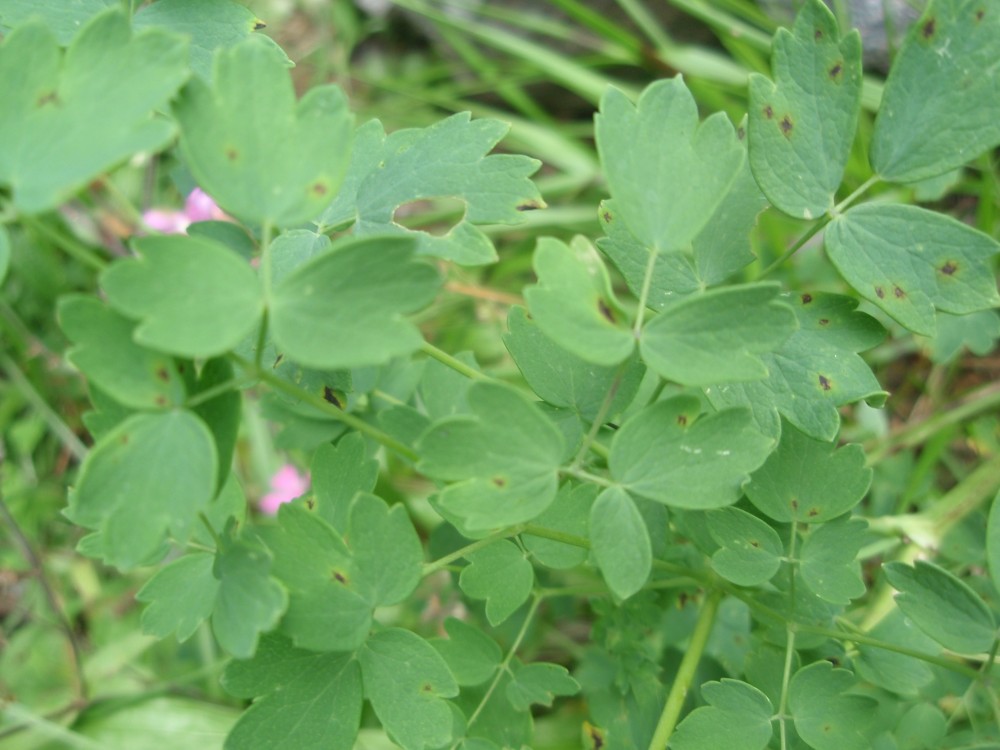 Thalictrum cfr.  minus